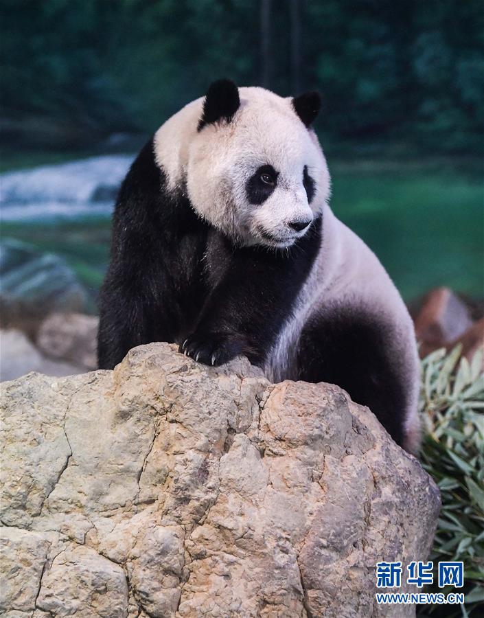 多娜多娜一起来干坏事吧梅蒂可是谁